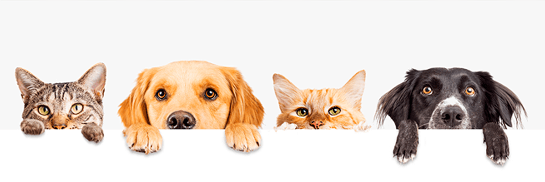 baño-bañar-perro-gato-cuidado-higiene